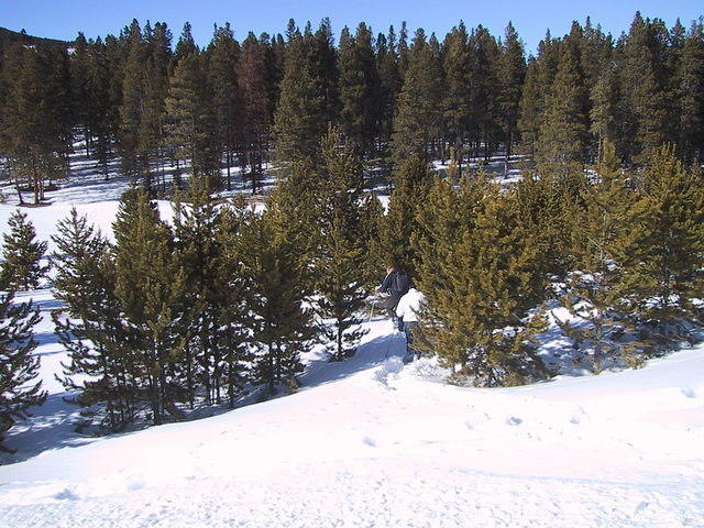 snowshoeing_into_trees