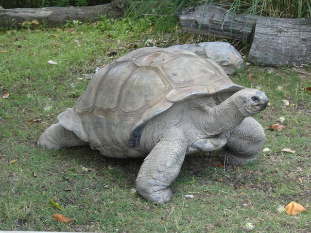 giant turtle