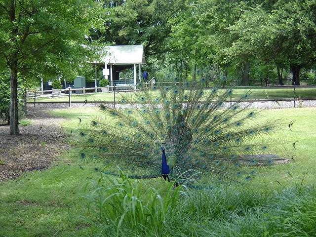 Peacock