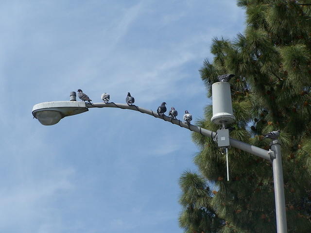 Pigeons on the light pole