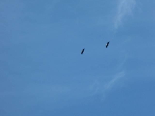 2 Bald Eagles Flying