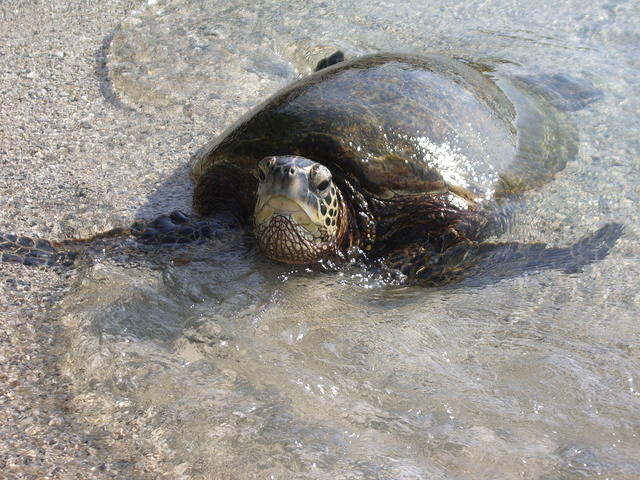 A Honu Queen's Bath Afternoon Honu 151