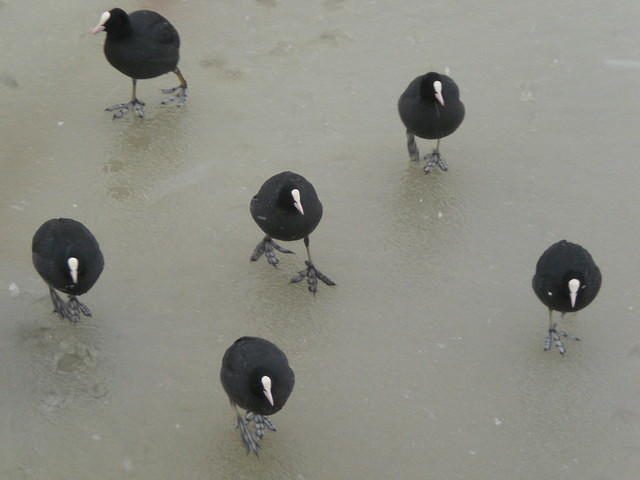 Waterbirds, six Eurasian Coots on ice