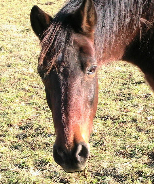 Ancient Horse 2 - 27 years old.