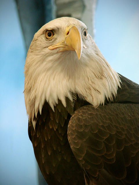 Awesome Eagle