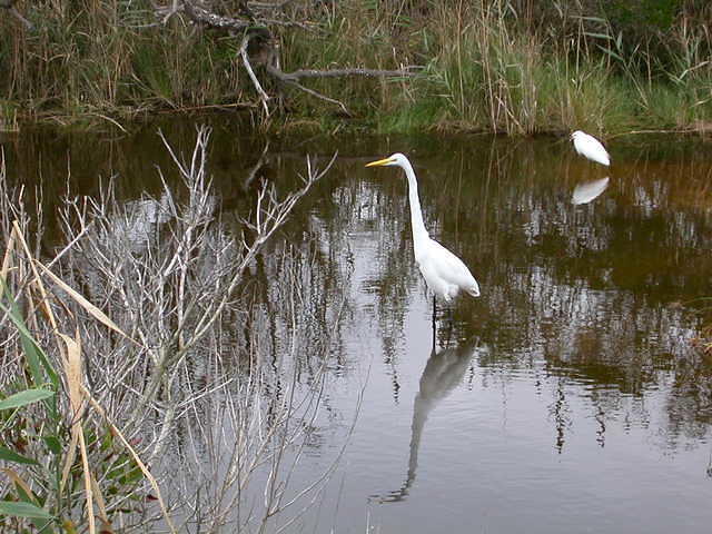 Birds longneck