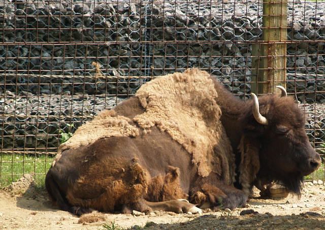 Bison