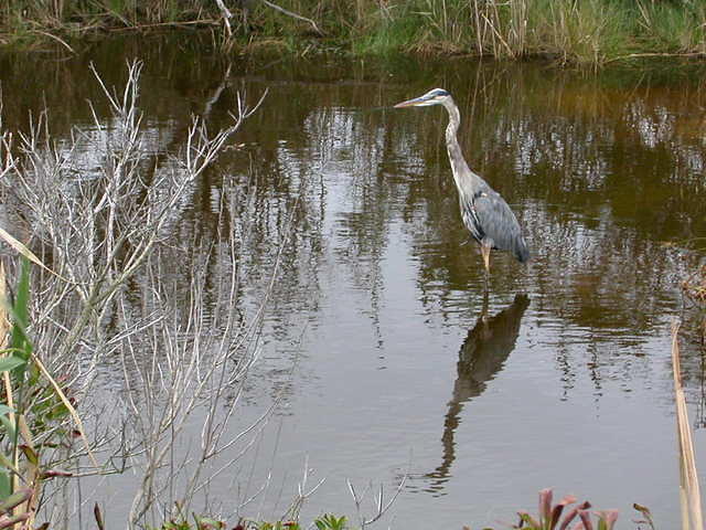 Blue Heron Bird