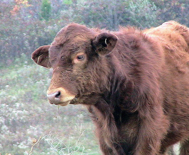 cow