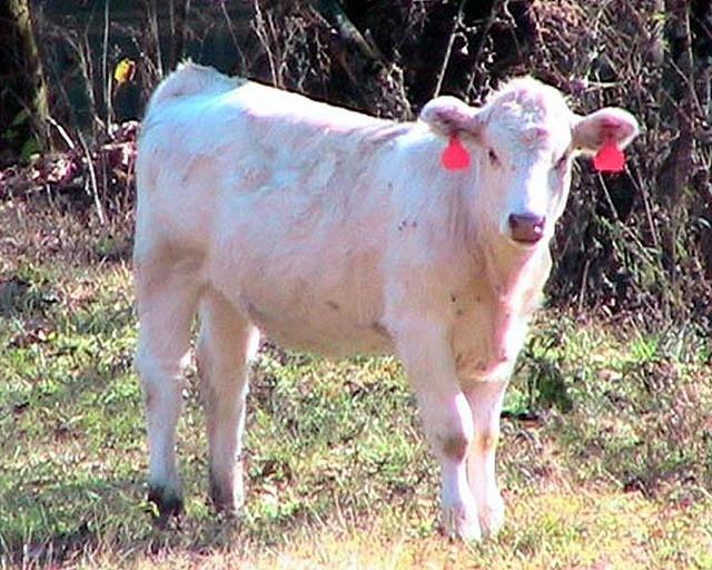 White Calf