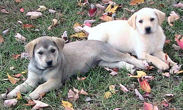 Puppies