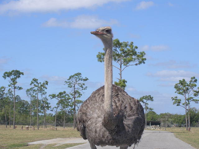 Confronted by Ostrich