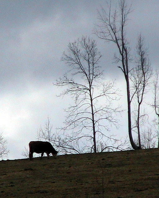 Cow Grazing On Hill