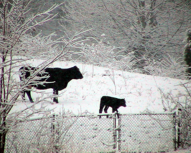 Cows - His First Snowfall
