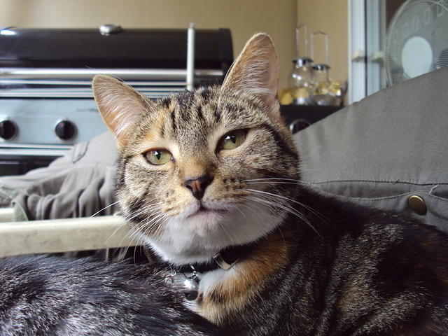 Close up of tortoise-shell-coloured tabby cat face