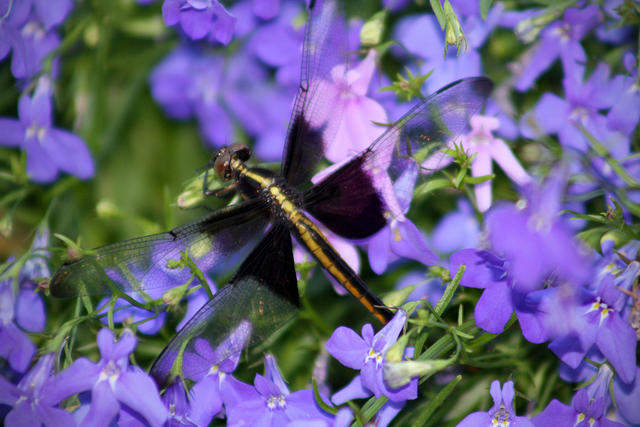 Dragon Fly2