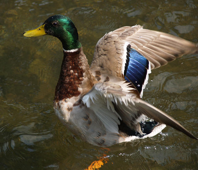 DuckActive