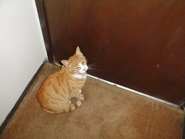 domestic cat sitting by door