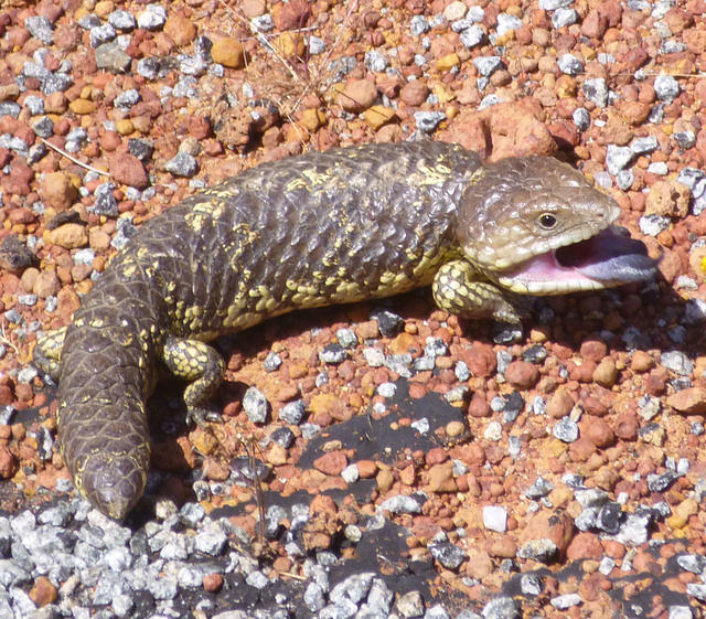 GOANNA ON ROADSIDE