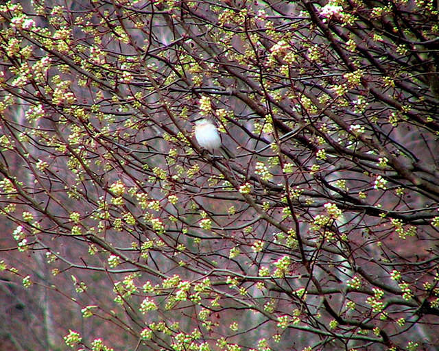 Mockingbird in a Bradford Pear tree