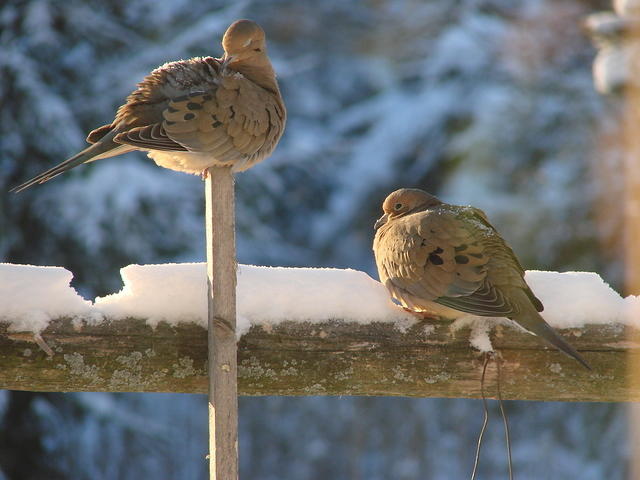 Morning Doves