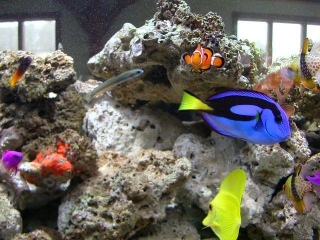 Nemo and the gang