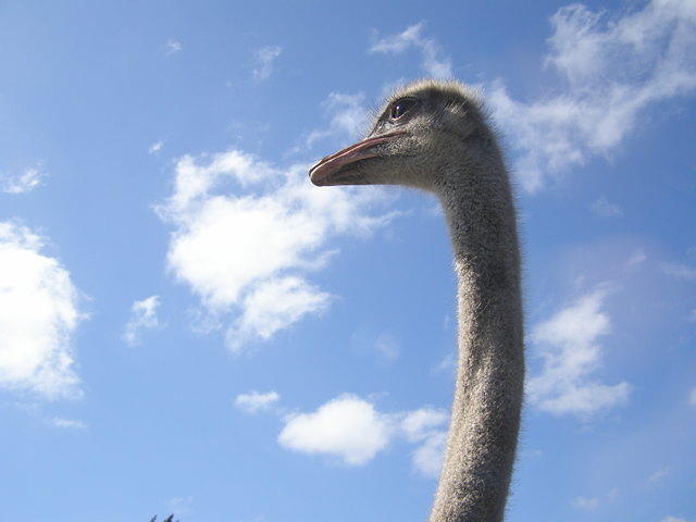 Ostrich profile