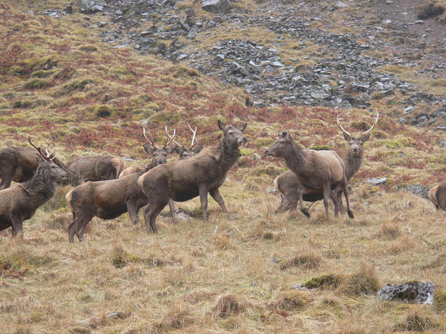 Red Deer in Glencoe