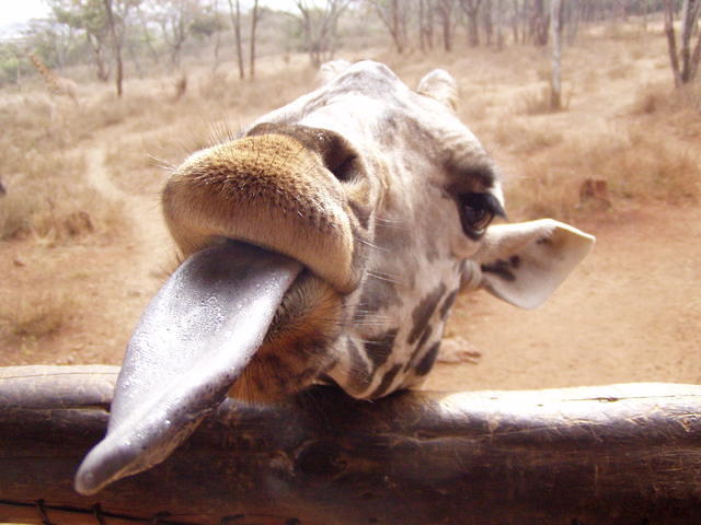 giraffe