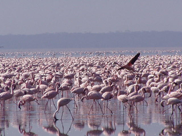 flamingoes