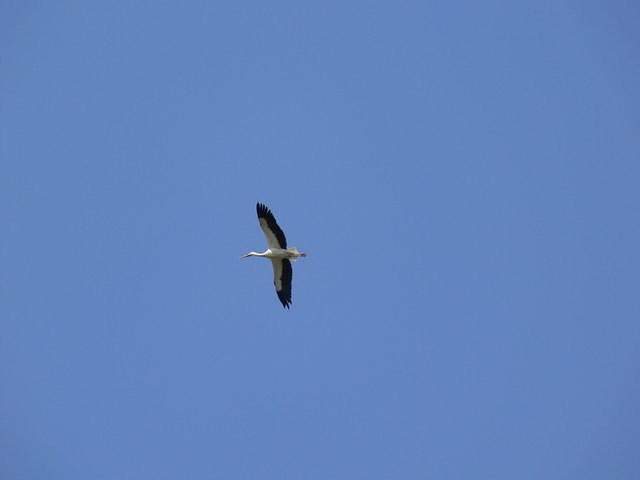 White Stork in flight, Somme estuary