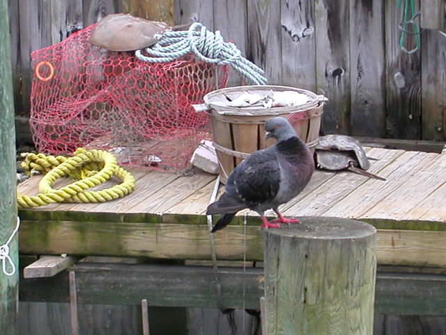 Piegon on Pylon