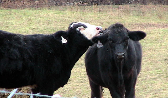 Saturday Night Bath - cows