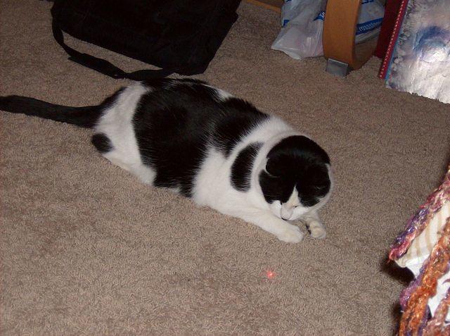 White and black cat looking at the red laser light.