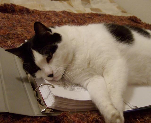white cat with black spots napping on homework.