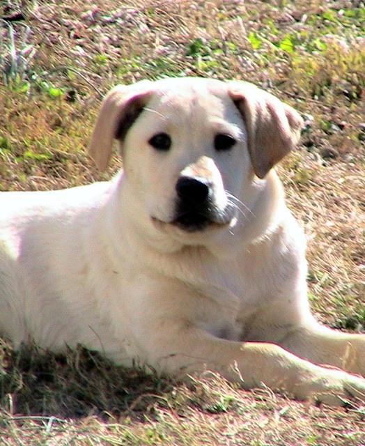 White Puppy