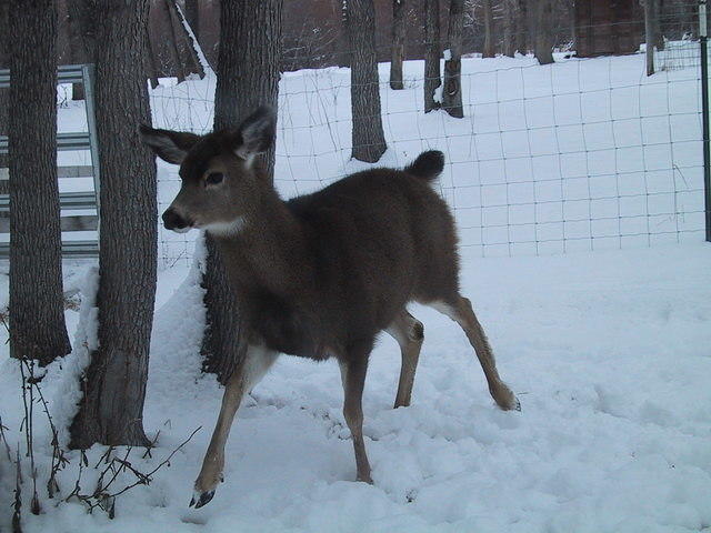 deer_angry