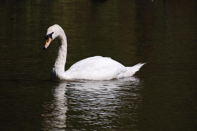 White Swan