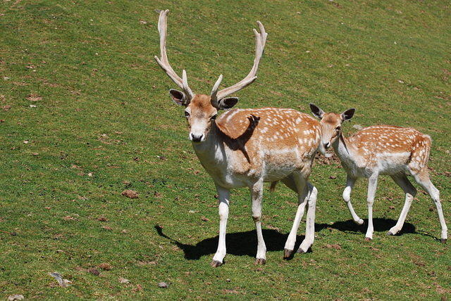 Young Stag