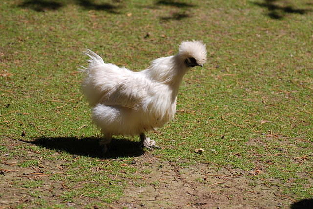 Silkie Bantam Chicken