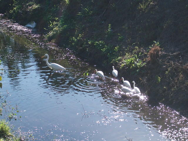 Some water fowl in a gully.