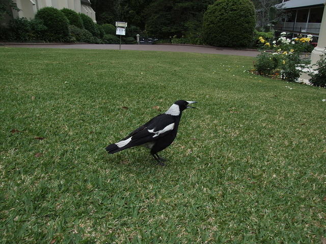 Magpie on lawn, North Sydney, Australia