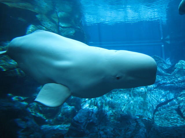 beluga_georgia-aquarium