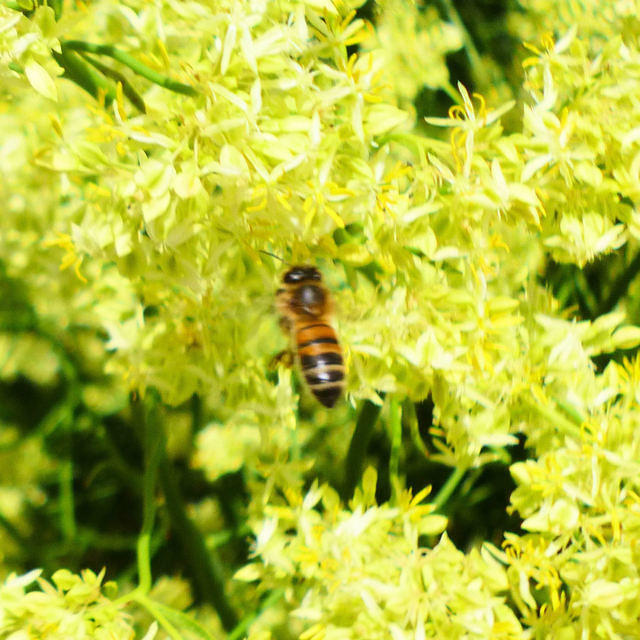 BUSY BEE