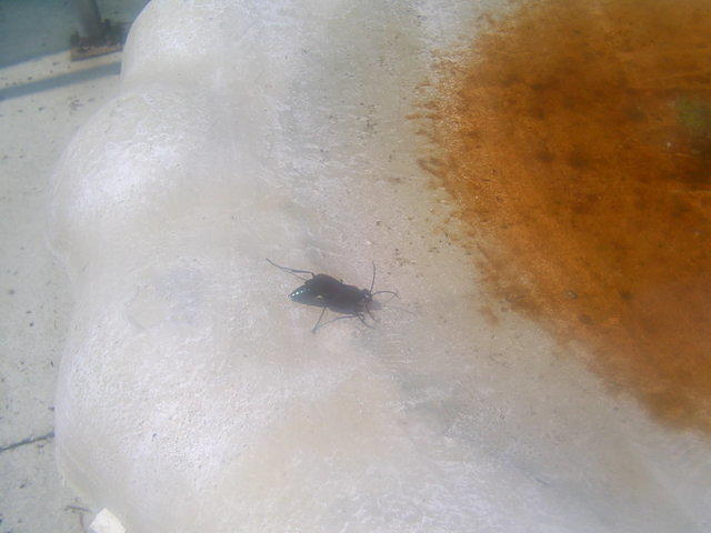 Black Wasp on bird bath