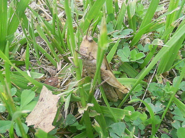 Brown Grasshopper
