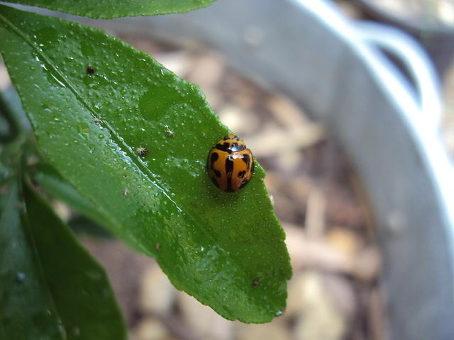 Ladybug sleeping on leaf