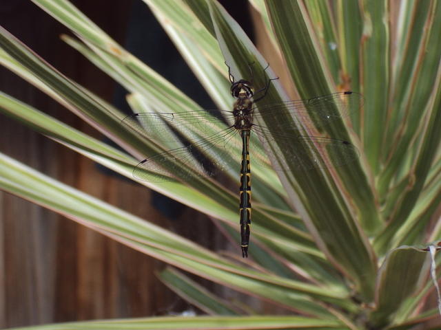 dragonfly hanging onto plant