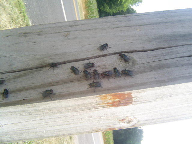 Flys on wood