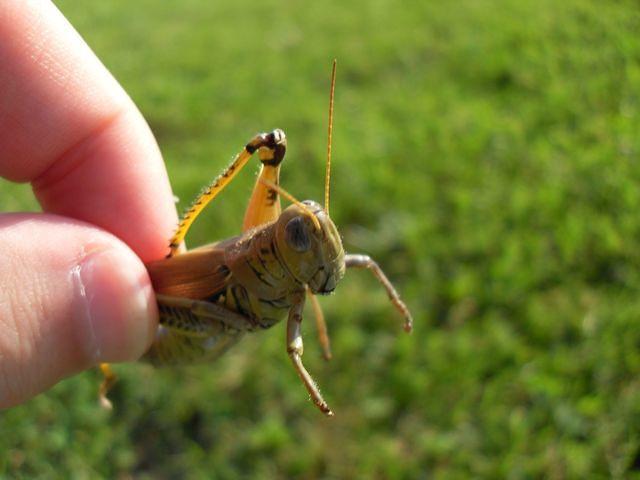 Grasshopper in Hand